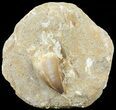 Mosasaur (Prognathodon) Tooth In Rock #60190-1